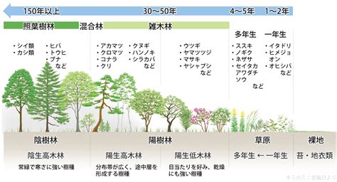 陽樹 陰樹 一覧 生物基礎|雑木林の遊歩道～植生【陽樹・陰樹・落葉樹・常緑樹・広葉樹・。